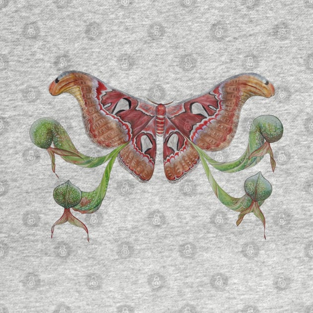 Attacus atlas Moth and Darlingtonia californica by JJacobs